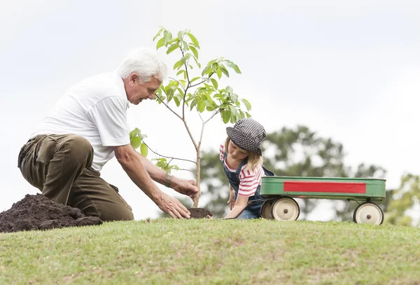 Grandfather and granddaughter plant a tree — Stock Photo, Image