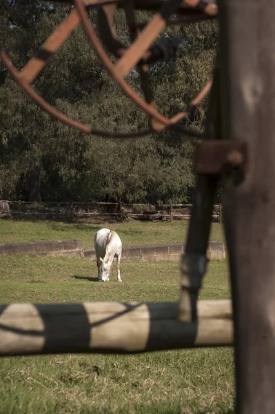 Caballo blanco en el campo Imágenes de stock libres de derechos