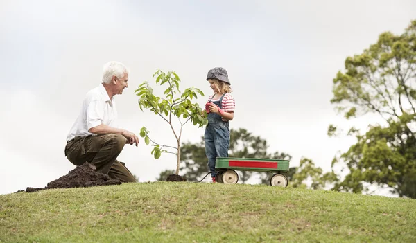Avô e neta plantam uma árvore — Fotografia de Stock