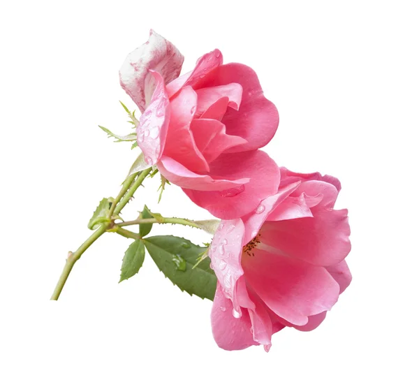 Rózsaszín rózsák fehér háttér — Stock Fotó