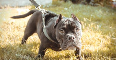 Kalbim bir Bulldog 'a ait