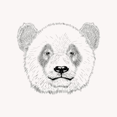 Panda yüz taslağını