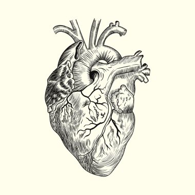 Human heart Sketch