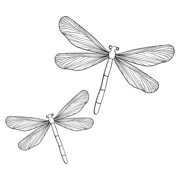 Hand ritat dragonfly — Stock vektor