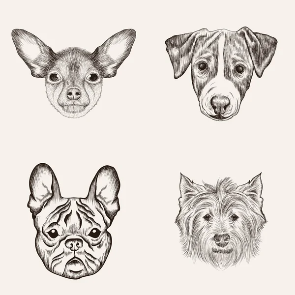 Set sketches of Bulldog and Terriers — Stock Vector