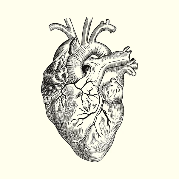 Menselijke hartschets — Stockvector