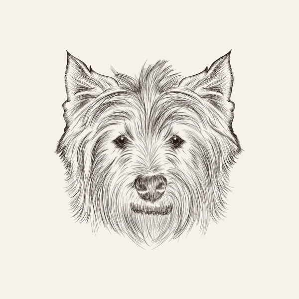 Highland white terrier — Stock Vector