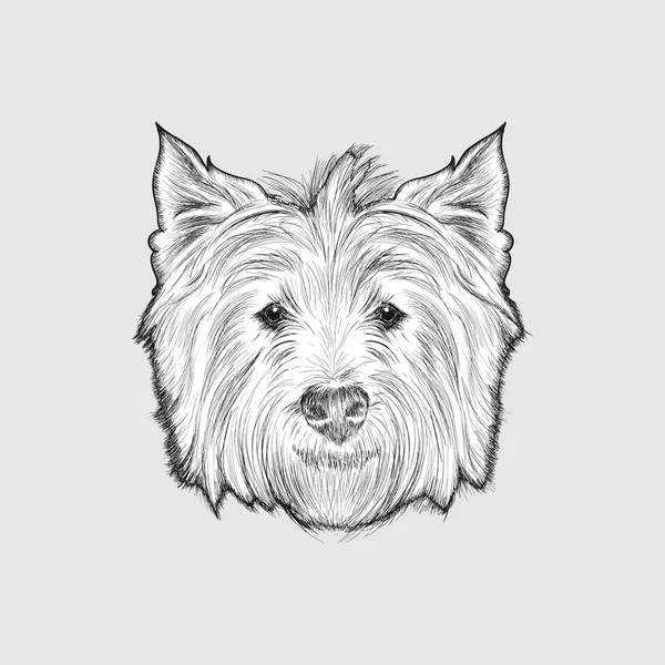 Esboço terrier branco — Vetor de Stock