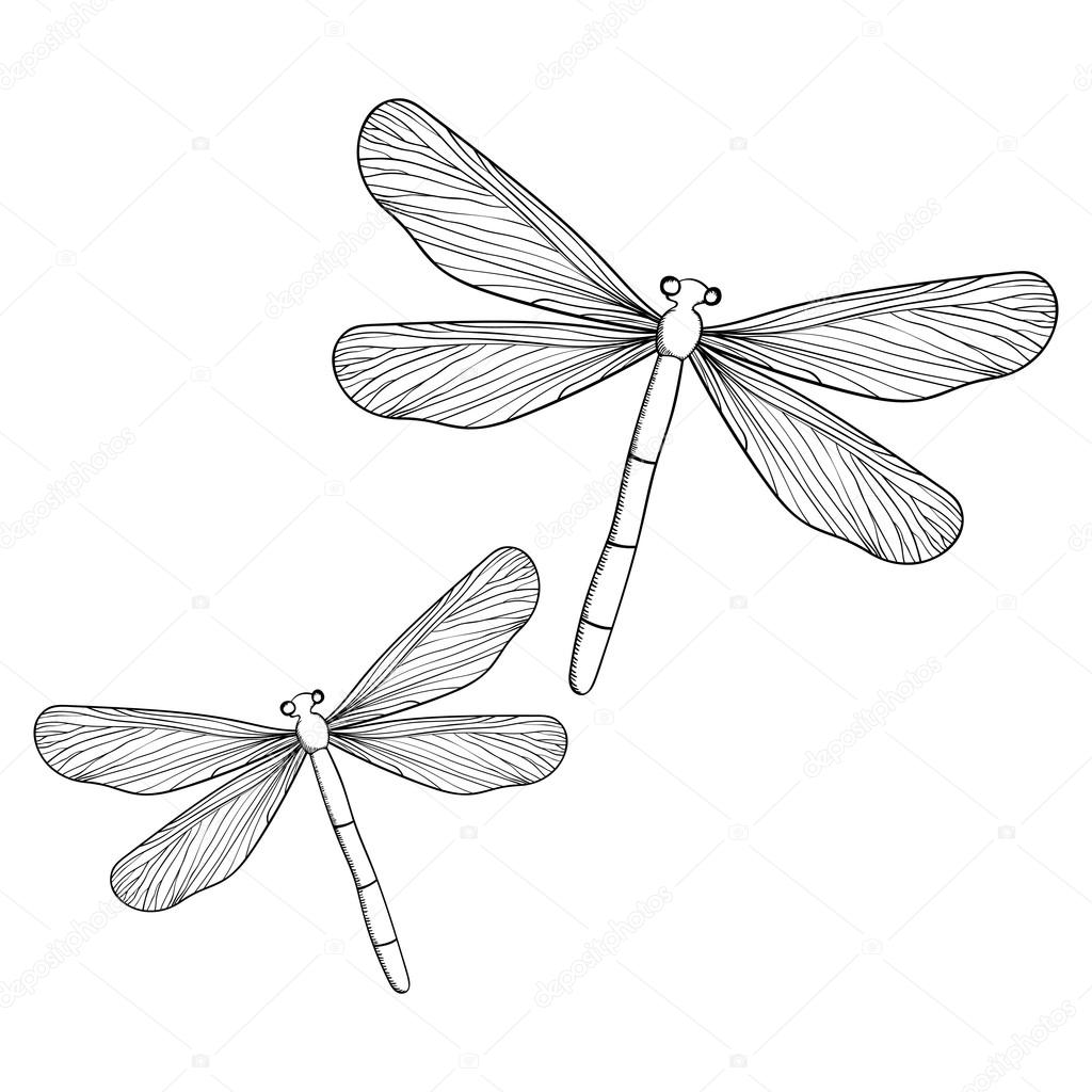 libélula dibujo mano — Archivo Imágenes Vectoriales © i_panki 64059619