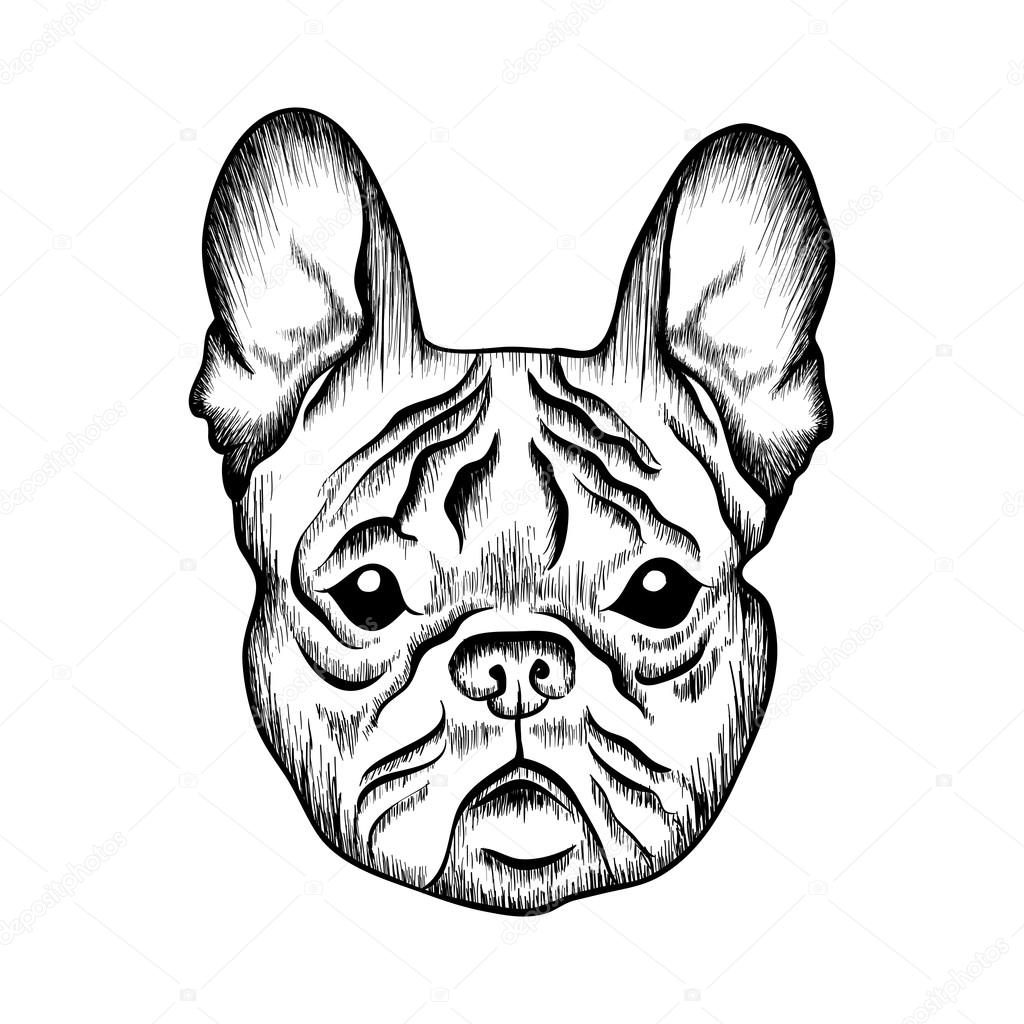 Image Result For French Bulldog Sketch Image Result For French Bulldog Sketch