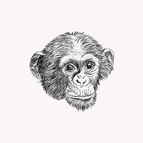 Croquis du visage de singe — Image vectorielle