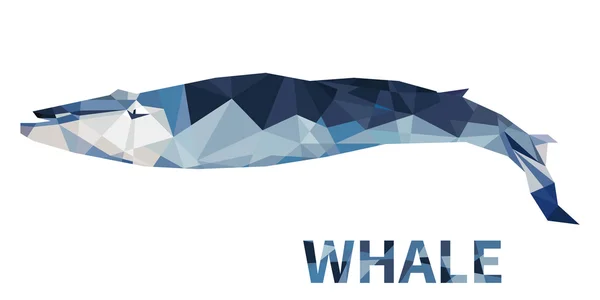 Θάλασσα μπλε φάλαινα — Διανυσματικό Αρχείο