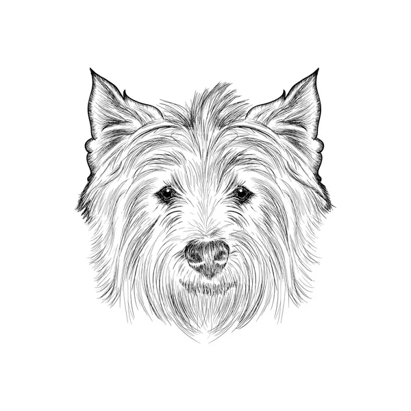 Sketch terrier bianco — Vettoriale Stock