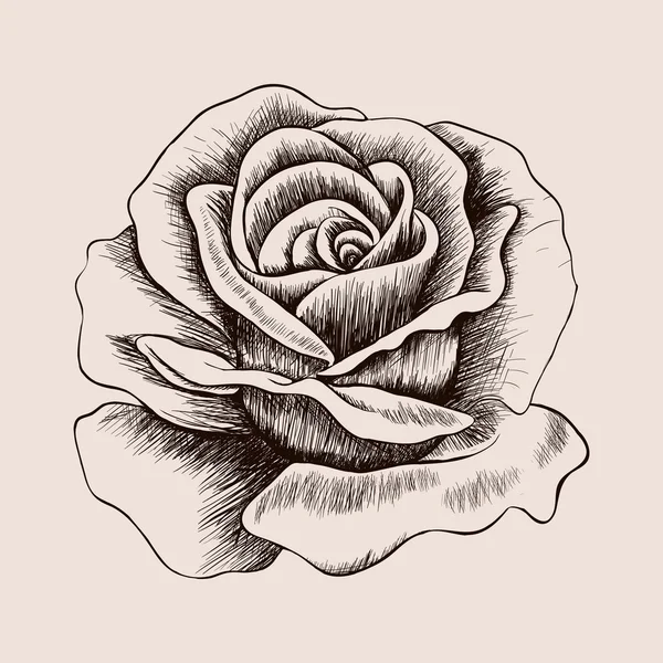 Fleurs dessinées à la main — Image vectorielle