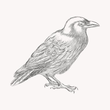 Siyah kuzgun kuş. El vektör çizim çekilmiş. Shadin doodle