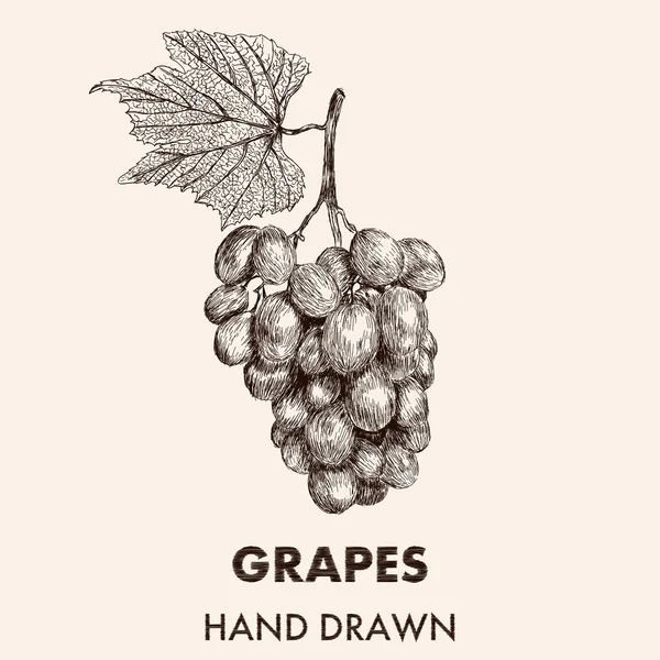 Boceto racimo de uvas con una hoja. Dibujado a mano vector ilustrati — Vector de stock