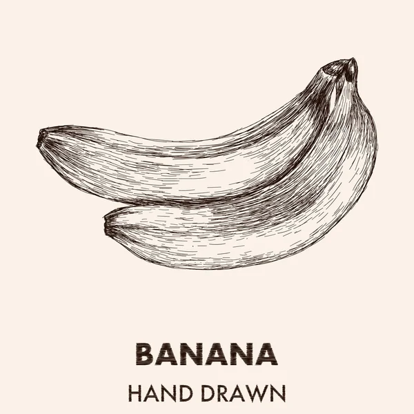 Banana schizzo. Illustrazione vettoriale disegnata a mano. Raccolta di frutta . — Vettoriale Stock