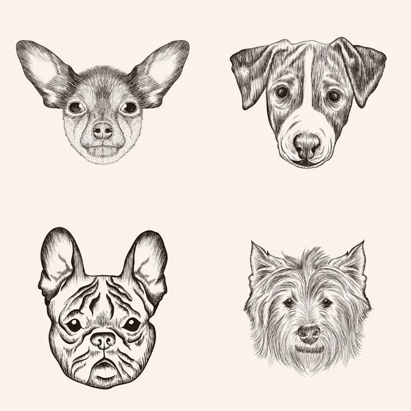 Sketch Bulldog Terriers. Caras realistas dibujadas a mano de perros vect — Archivo Imágenes Vectoriales