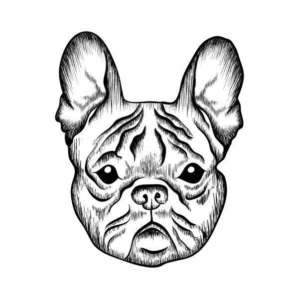 Boceto bulldog francés. ilustración dibujada a mano . — Vector de stock