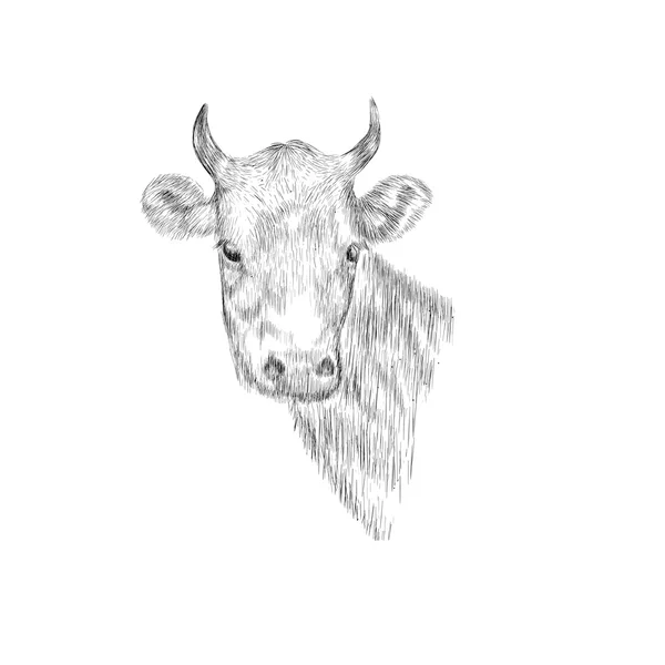 Skiss huvudet av en ko. Hand dras vektor illustration. — Stock vektor