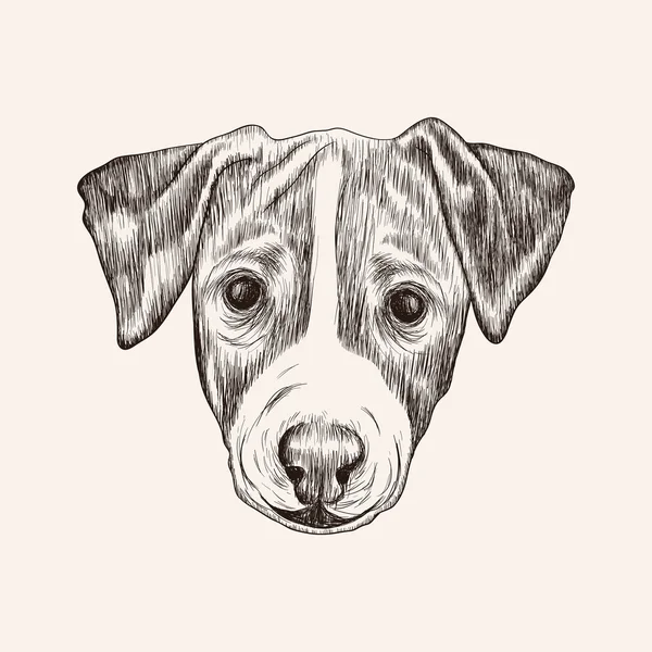 Sketch Jack Russell Terrier Dog. Ilustración de cara dibujada a mano . — Vector de stock