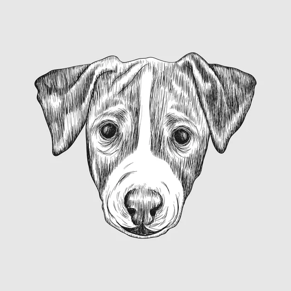 Sketch Jack Russell Terrier Hund. Handgezeichnetes Gesicht des Hundes — Stockvektor