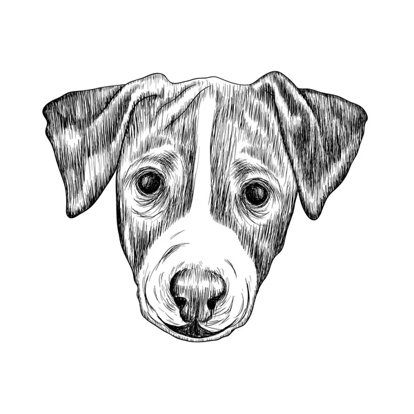 Sketch Jack Russell Terrier Dog. ilustración dibujada a mano . — Archivo Imágenes Vectoriales