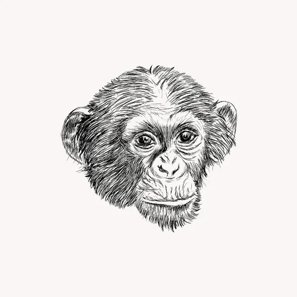 Skiss monkey face. Handritad doodle vektor illustration. — Stock vektor