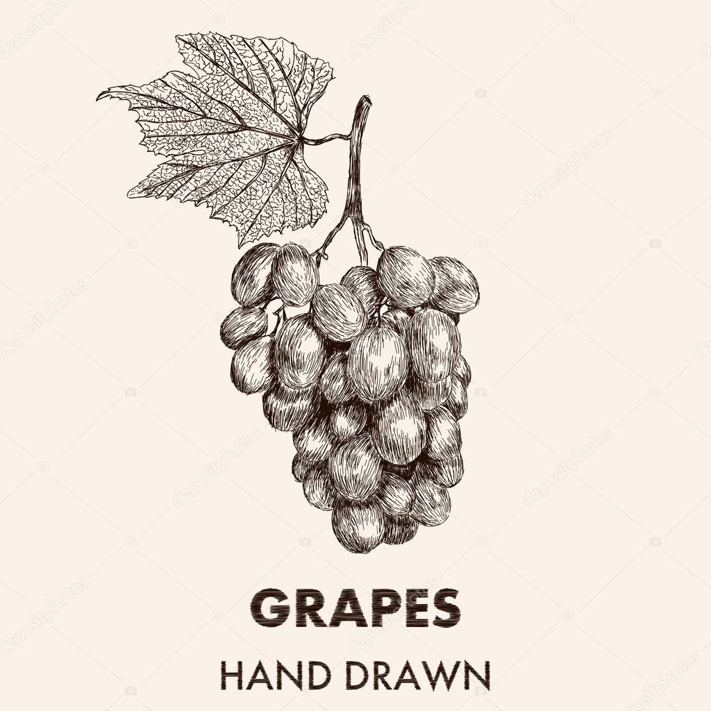 Sketch  grapes cluster with a leaf. Hand drawn vector illustrati