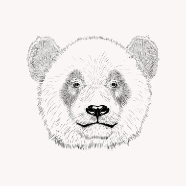 Panda yüz kroki. Çizilmiş vektör çizim el.