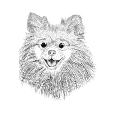 Spitz kroki. Köpek vektör çizim çehresini el çekilmiş.