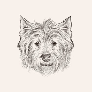 Kroki Batı highland terrier.