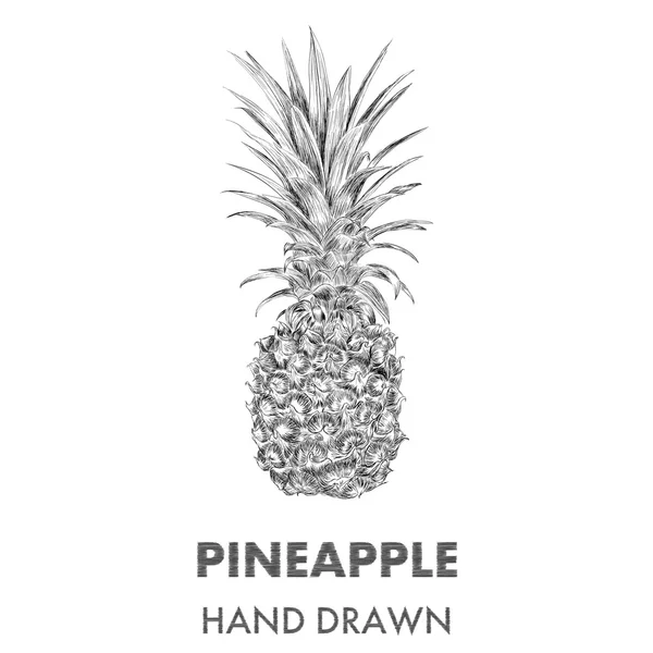 Schizzo di ananas. Illustrazione vettoriale disegnata a mano. Colle di frutta — Vettoriale Stock