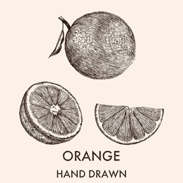 Tüm turuncu, yarısı ve segment kroki. Çizilmiş vektör Hüseyin el