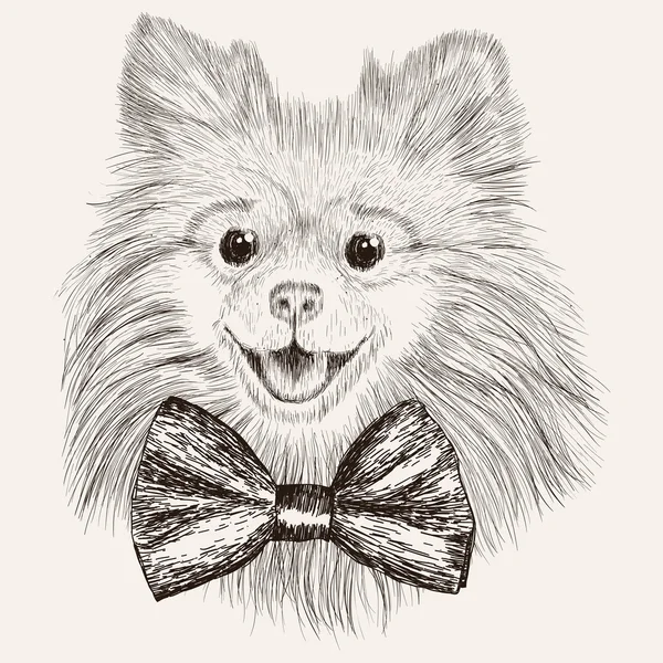 Vázlat Spitz, csokornyakkendő. Kézzel rajzolt kutya illusztráció. — Stock Vector
