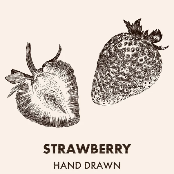 Schizzo di fragola. Illustrazione vettoriale disegnata a mano. Frutta raccolta — Vettoriale Stock