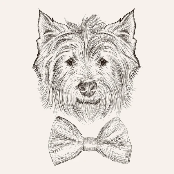 Vector esboço oeste highland terrier com gravata borboleta. Doente à mão —  Vetores de Stock