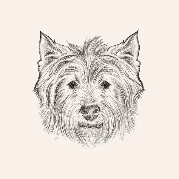 Bosquejo oeste highland terrier . — Vector de stock