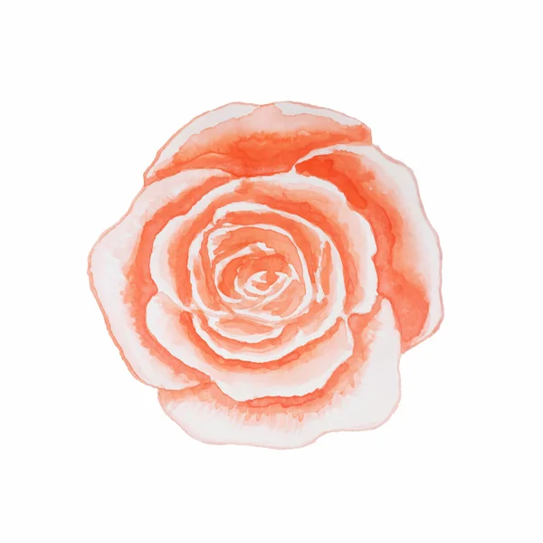 Aquarell Rose isoliert auf weißem Hintergrund. Vektor illustratio — Stockvektor