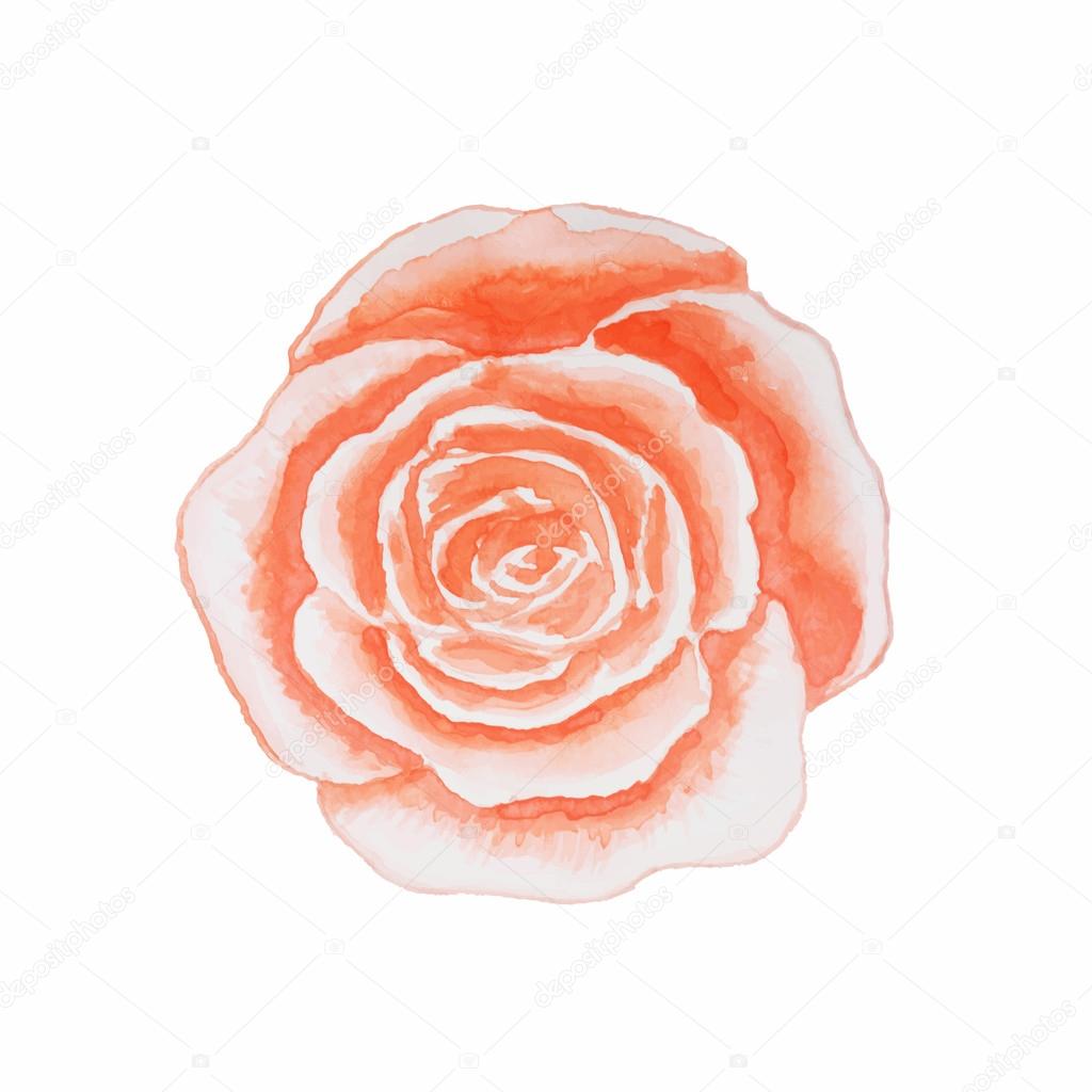 Watercolor rose isolated on white background. Vector illustratio