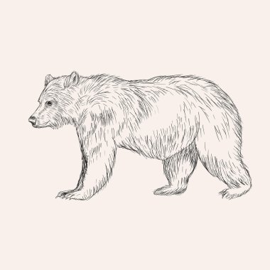 Sketch bear hand drawn illustration clipart