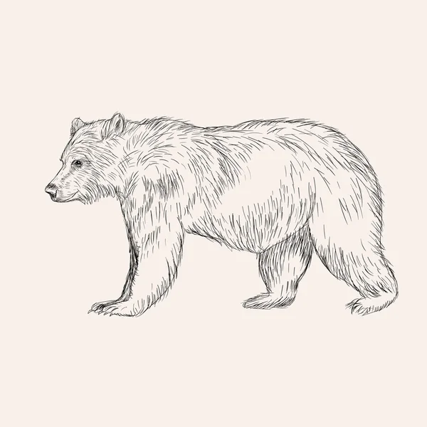 Boceto oso ilustración dibujada a mano — Vector de stock