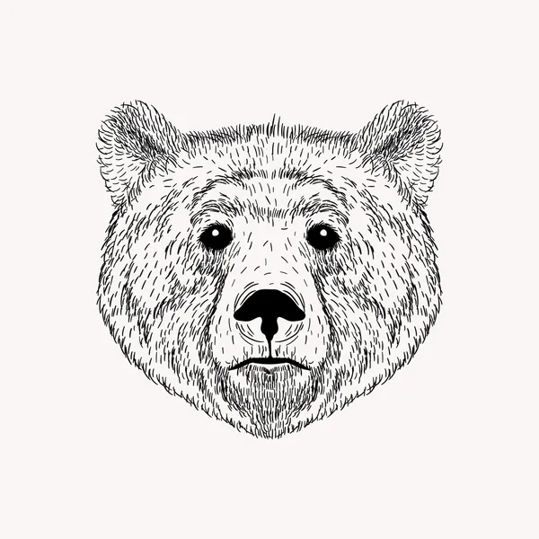 Schets realistische gezicht van Bear — Stockvector