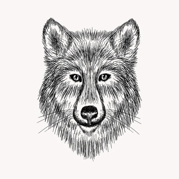 Schizzo realistico del volto del lupo — Vettoriale Stock