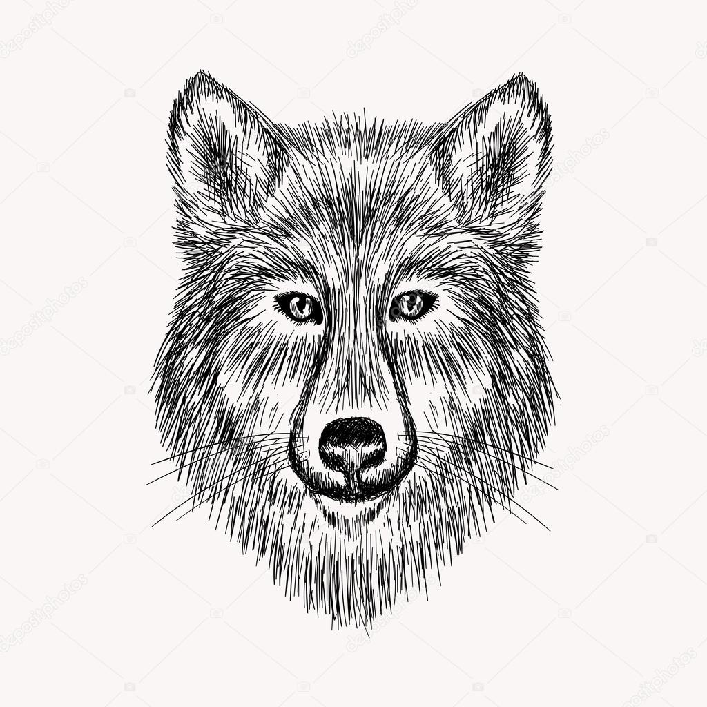 Realistic Sketch Of Wolf Face Vector Image By C I Panki Vector Stock