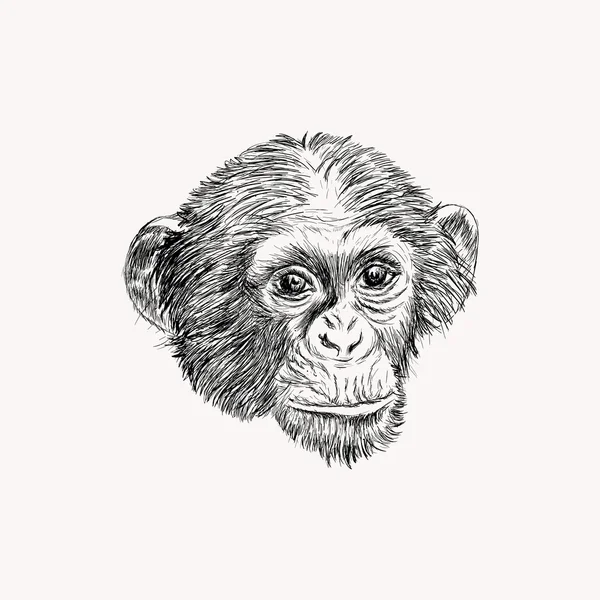 Szkic twarzy małpa. — Wektor stockowy