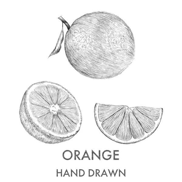 Croquis de toute l'orange, de la moitié et du segment . — Image vectorielle