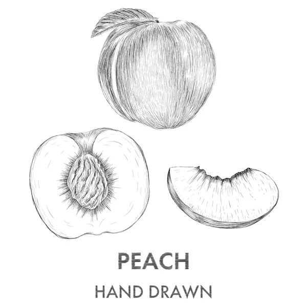 Skizze des gesamten Pfirsichs, der Hälfte und des Segments. — Stockvektor