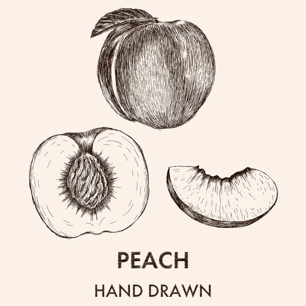 Tüm şeftali, yarısı ve segment kroki.