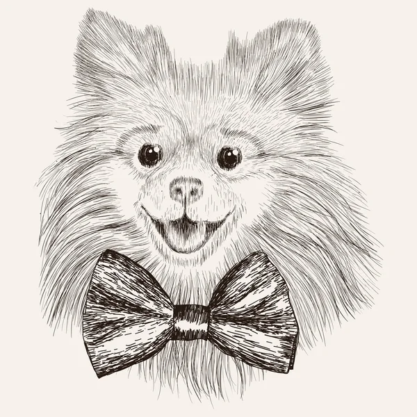 Sketch Spitz with bow tie. — Stock Vector